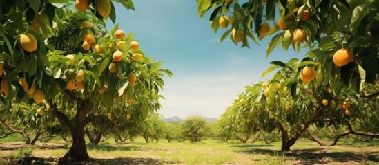 Fruit Tree Plantation Drive