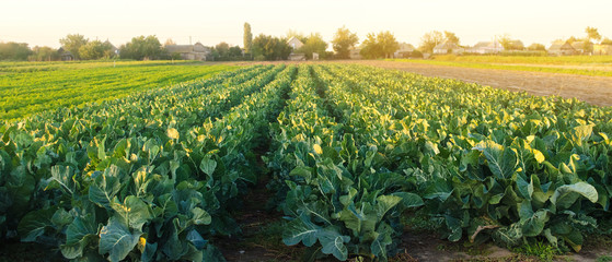 Organic Farming Workshop